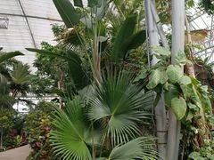-北京植物园-展览温室
