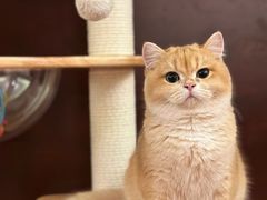 -猫十亿·布偶金渐层·曼基康矮脚猫舍(青年路店)