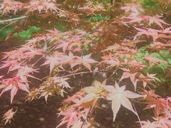 -凤凰沟景区