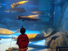 -烟台海昌鲸鲨海洋公园