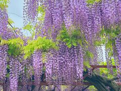 -嘉定紫藤园