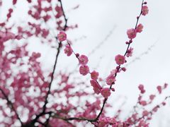 -新建村梅花