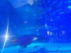 -烟台海昌鲸鲨海洋公园