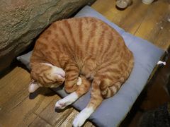 -猫猫幼稚园·撸猫·桌游·电玩