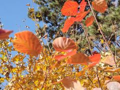 -北京西山国家森林公园