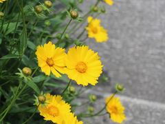 -高子水居