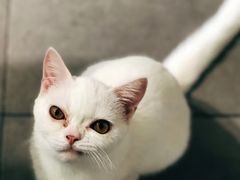 -吉丁鸟咖·异宠·寄养