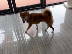 -瑞派名望志远动物医院·猫科·內科·异宠专科(直港大道店)