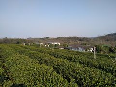-中国茶叶博物馆(双峰馆区)