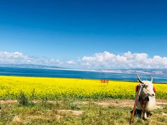 -青海湖国家重点风景名胜区