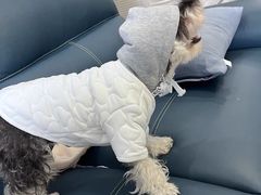 -萌宠之家·腊肠犬·马尔泰·小体犬舍
