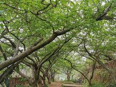 -晓友烧麦(光华村店)