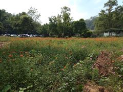 -南宁良凤江国家森林公园