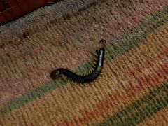 -扬州瘦西湖汇金酒店