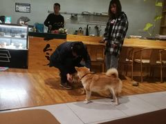 -柴务处·柴犬主题狗咖