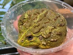 -酷以爬仙阁实体爬宠店·守宫·蜥蜴·专业繁育