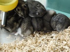 -怪兽屋·羊驼·猫咖·狗咖(俊华广场店)