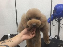 -八公叔叔宠物美容连锁(春申店)