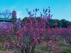 -广州莲花山旅游区