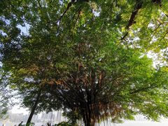 -船政文化景区-罗星塔公园