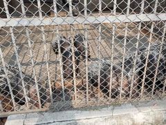 -哈尔滨北方森林动物园