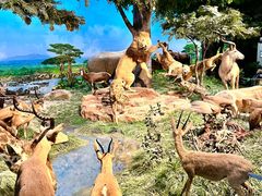 -国家自然博物馆