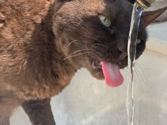 -喵屿·大理花园猫咖