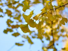 -重庆市江北嘴中央商务区中央公园