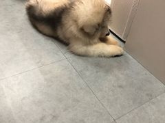 -汪说·狗咖(旺城大厦店)