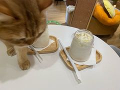 -滚猫咖啡·猫咖·猫友好撸猫(未来城店)