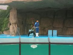 海狮表演-灵玲国际马戏城