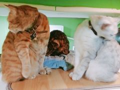 -李小姐の猫咖啡馆(五角场店)