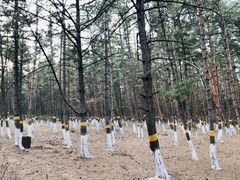 -帽儿山国家森林公园