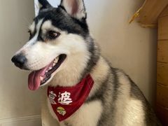-Husky Go! 哈士奇体验馆·宠物咖啡厅狗咖