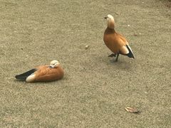 -鄱阳湖国家湿地公园