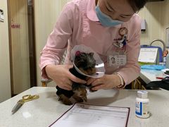 -宠爱国际动物医院· 猫科· 外科·中兽医(长白店)