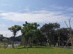 -王借岗森林公园