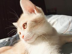 -瑞派宠物医院·24小时骨科·心脏·核磁(哈尔滨南岗店)
