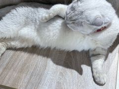 -藏猫猫咖啡主题馆(中央大道店)