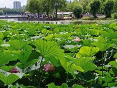 -长春市南湖公园