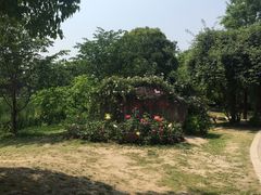 -鹅湖玫瑰文化园