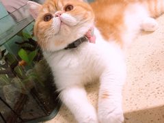 -米苏动物医院·犬猫专科·骨科外科内窥镜