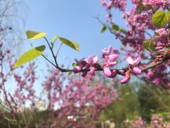 -桃花岭景区
