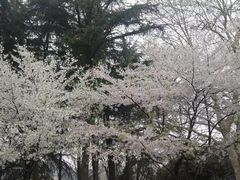 -武汉大学-樱园