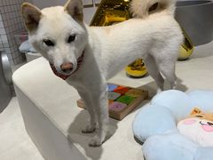 -柴务处·柴犬主题狗咖