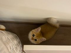 -猫十亿·布偶金渐层·曼基康矮脚猫舍(青年路店)