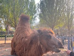 -长白岛森林公园