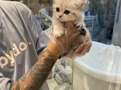 -momokira米努特·德文卷毛猫·棉花面纱犬