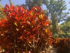 -中国科学院西双版纳热带植物园