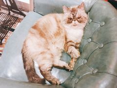 -猫色咖啡·猫咖